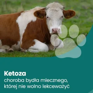 Ketoza – choroba bydła mlecznego, której nie wolno lekceważyć