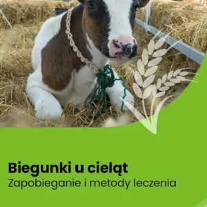 Biegunki u cieląt. Zapobieganie i metody leczenia